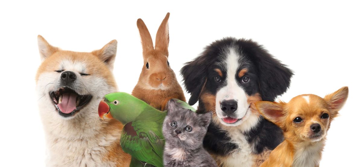 Our furry friends!